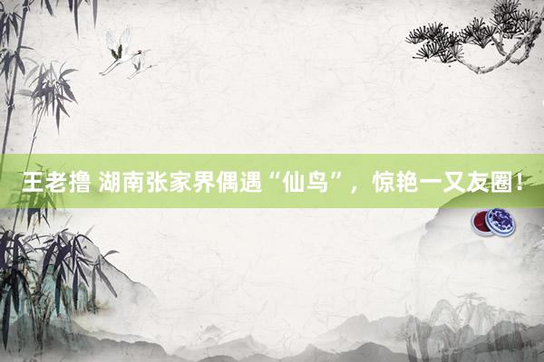 王老撸 湖南张家界偶遇“仙鸟”，惊艳一又友圈！