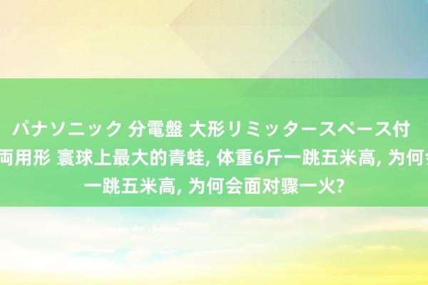 パナソニック 分電盤 大形リミッタースペース付 露出・半埋込両用形 寰球上最大的青蛙， 体重6斤一跳五米高， 为何会面对骤一火?