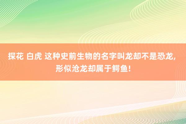 探花 白虎 这种史前生物的名字叫龙却不是恐龙， 形似沧龙却属于鳄鱼!