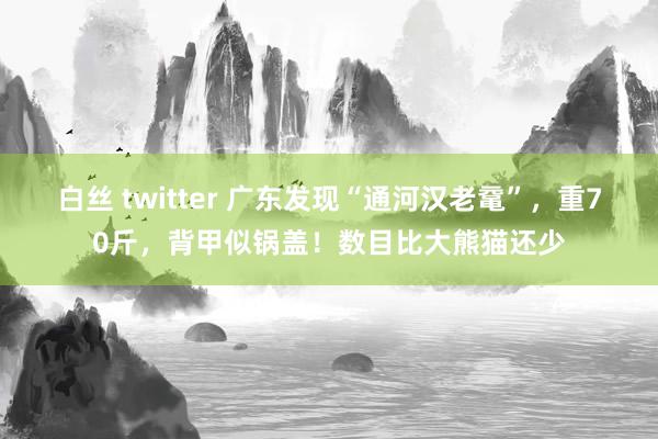 白丝 twitter 广东发现“通河汉老鼋”，重70斤，背甲似锅盖！数目比大熊猫还少